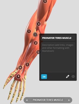 ARM ANATOMY